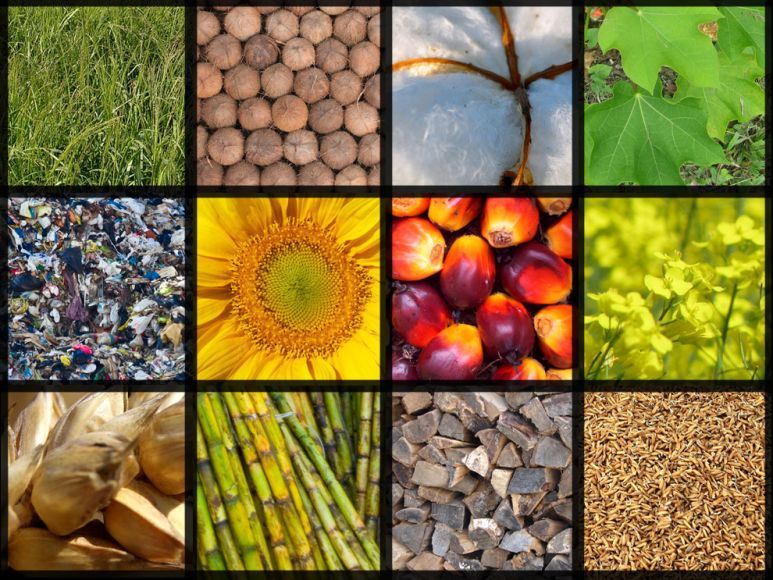 Che cos'è l'energia da biomassa?